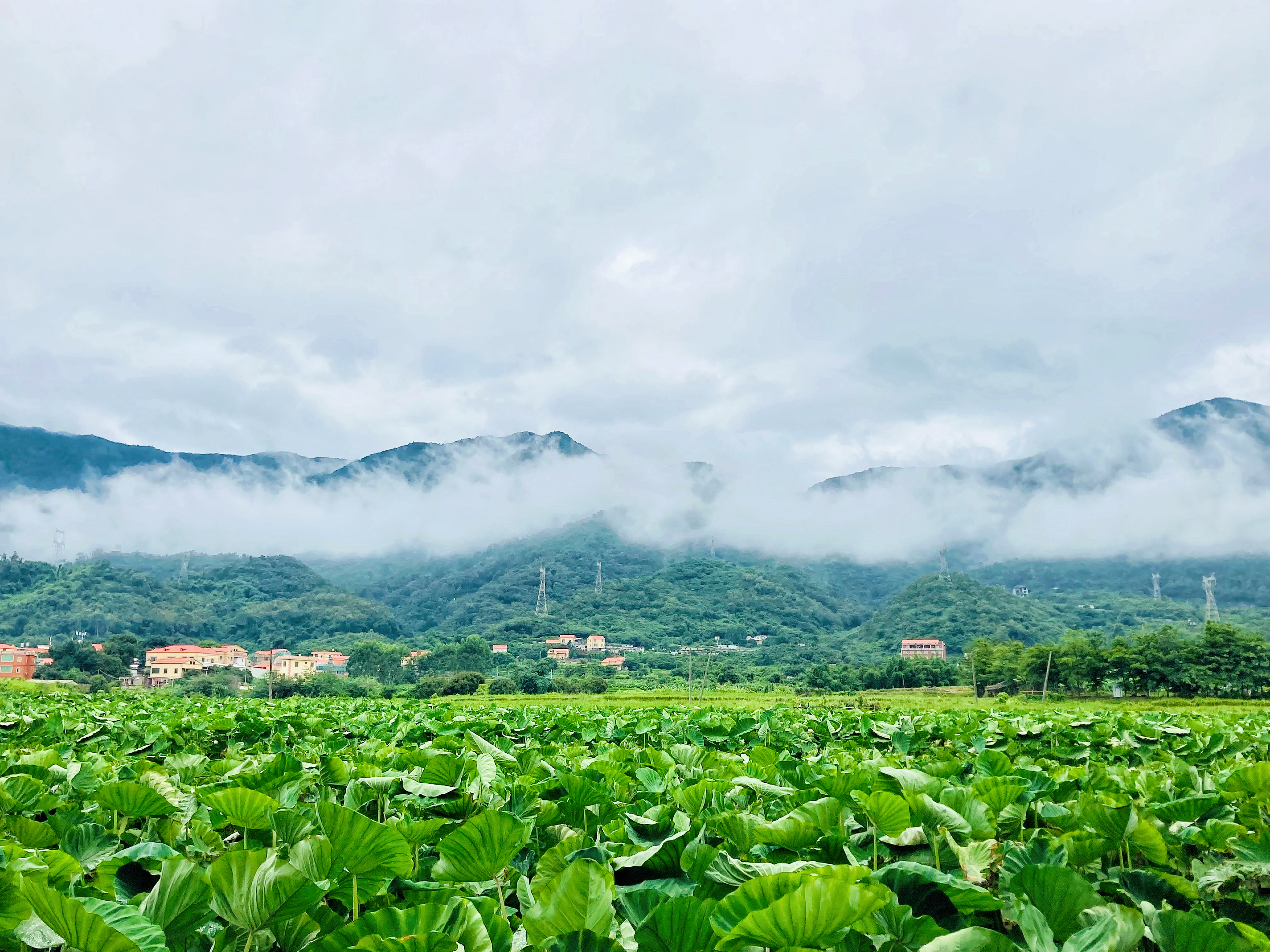 仙景芋种植基地